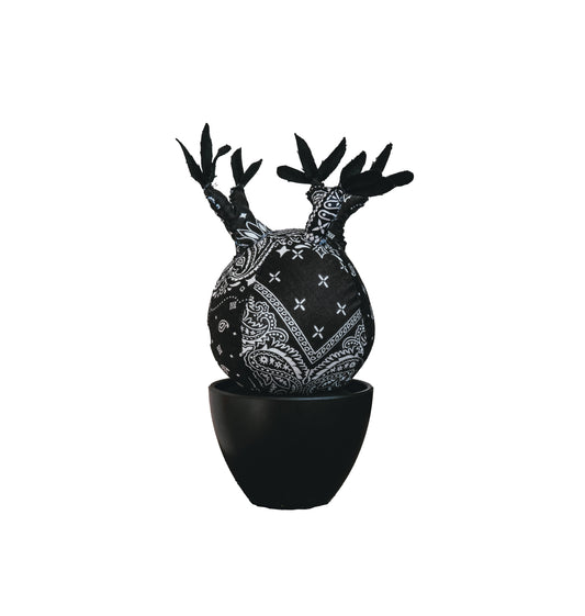 PACHYPODIUM GRACILLIUS | KERCHIEF BANDANA BLACK (M) - BEV C multi label store